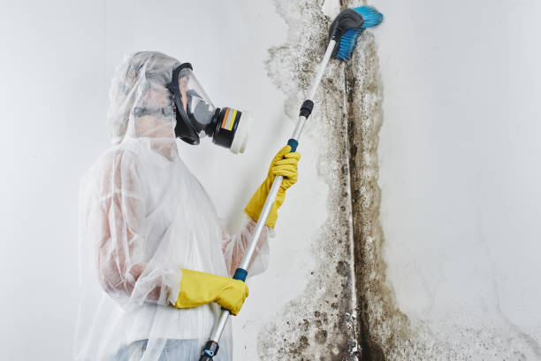 Best Certified Mold Removal  in East Brewton, AL