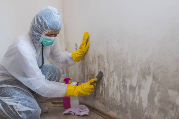 Best Toxic Mold Removal  in East Brewton, AL