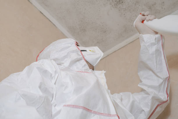 Best Mold Damage Repair  in East Brewton, AL
