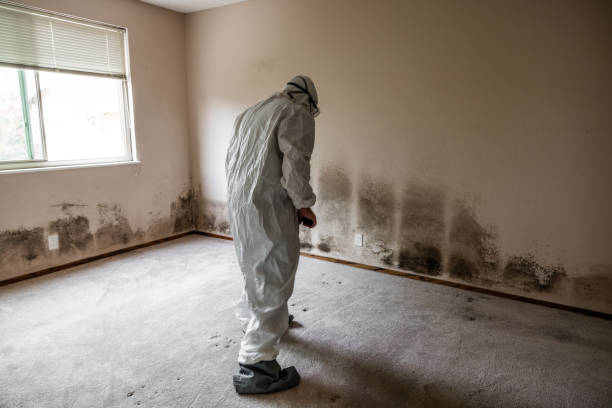 Mold Removal and Inspection in East Brewton, AL