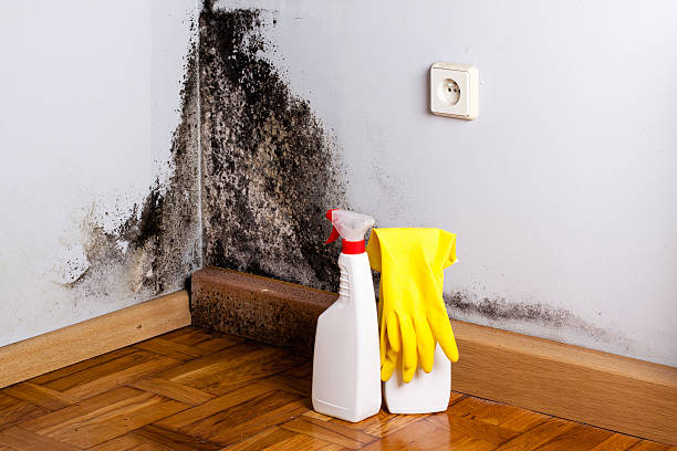 Best Emergency Mold Removal  in East Brewton, AL