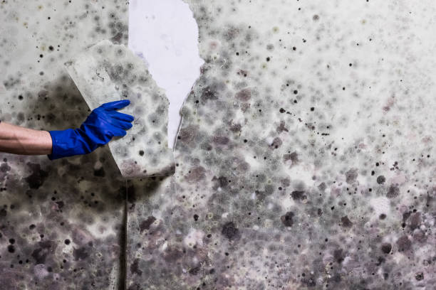 Professional Mold Removal in East Brewton, AL